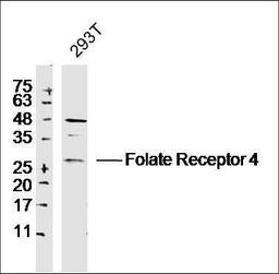 Western blot analysis of 293T cell using Folate Receptor 4 antibody.