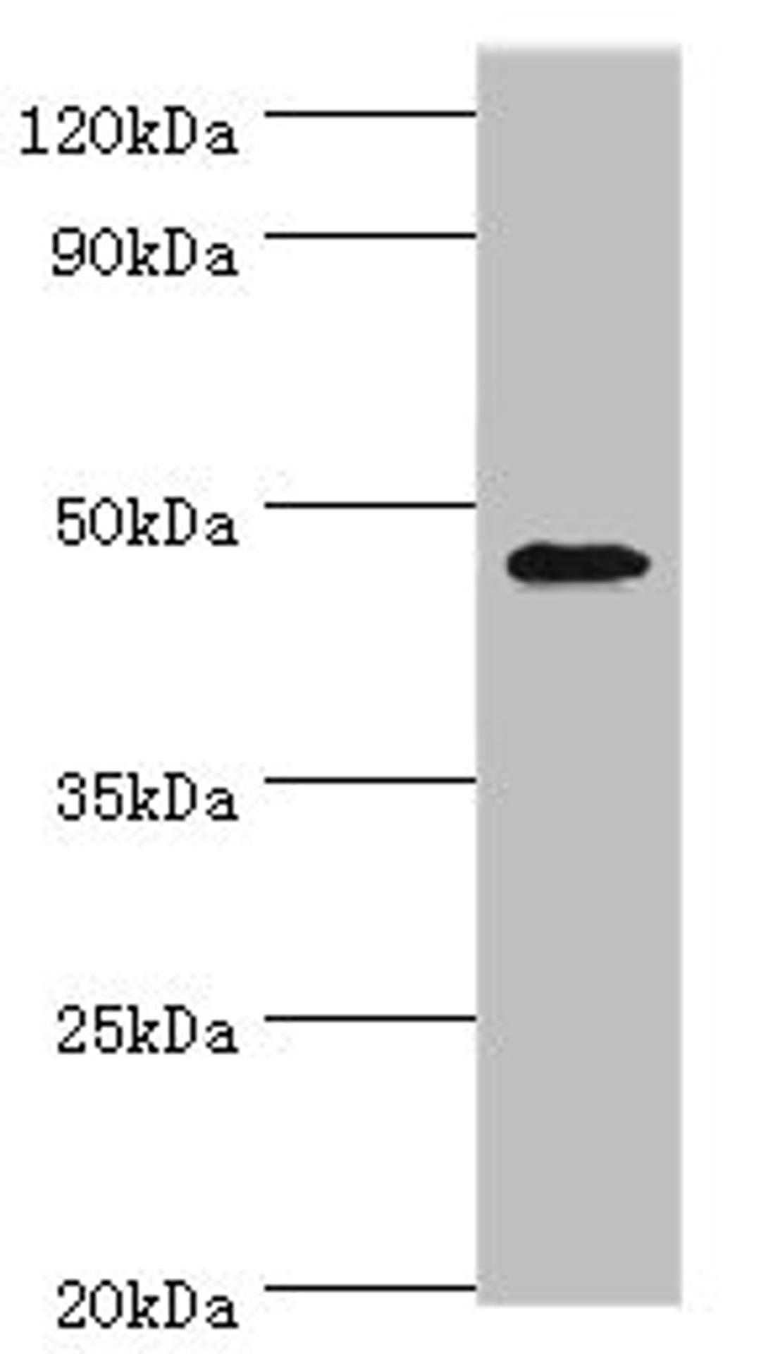 Western blot. All lanes: GATA3 antibody at 6µg/ml + MCF-7 whole cell lysate. Secondary. Goat polyclonal to rabbit IgG&nbsp;at 1/10000 dilution. Predicted band size: 48, 49 kDa. Observed band size: 48 kDa