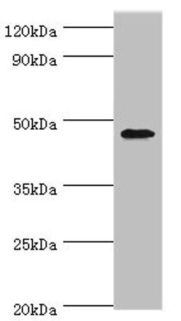 Western blot. All lanes: GATA3 antibody at 6µg/ml + MCF-7 whole cell lysate. Secondary. Goat polyclonal to rabbit IgG&nbsp;at 1/10000 dilution. Predicted band size: 48, 49 kDa. Observed band size: 48 kDa
