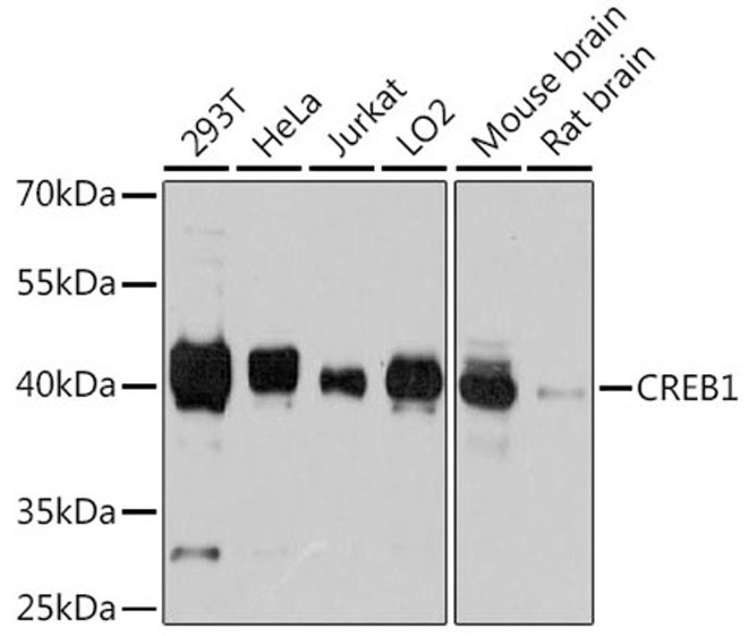 Western blot - CREB1 antibody (A11989)