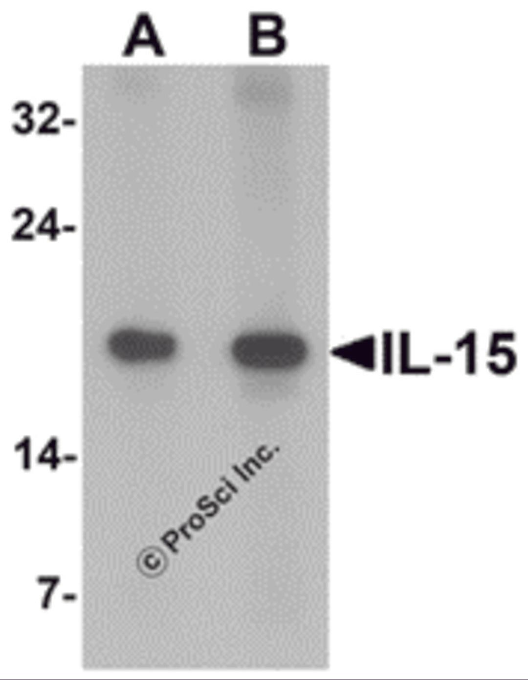 Western blot analysis of IL-15 in rat spleen tissue lysate with IL-15 antibody at (A) 1 and (B) 2 &#956;g/mL