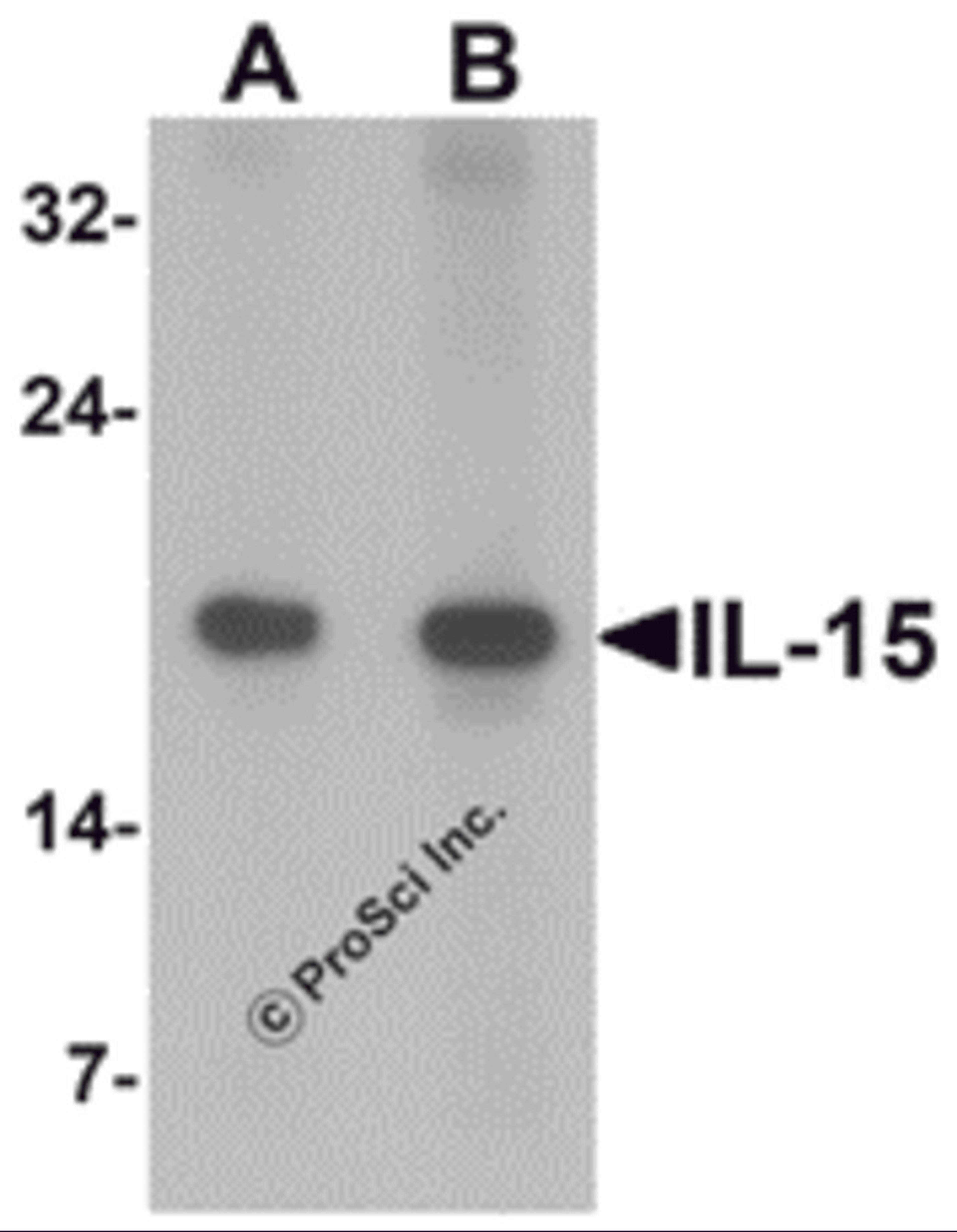 Western blot analysis of IL-15 in rat spleen tissue lysate with IL-15 antibody at (A) 1 and (B) 2 μg/mL
