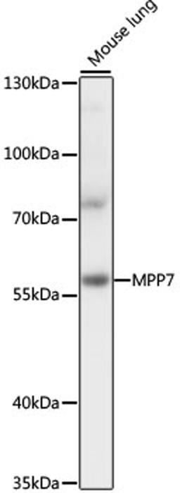 Western blot - MPP7 antibody (A16598)