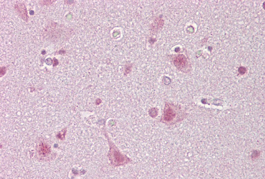 Antibody used in IHC.