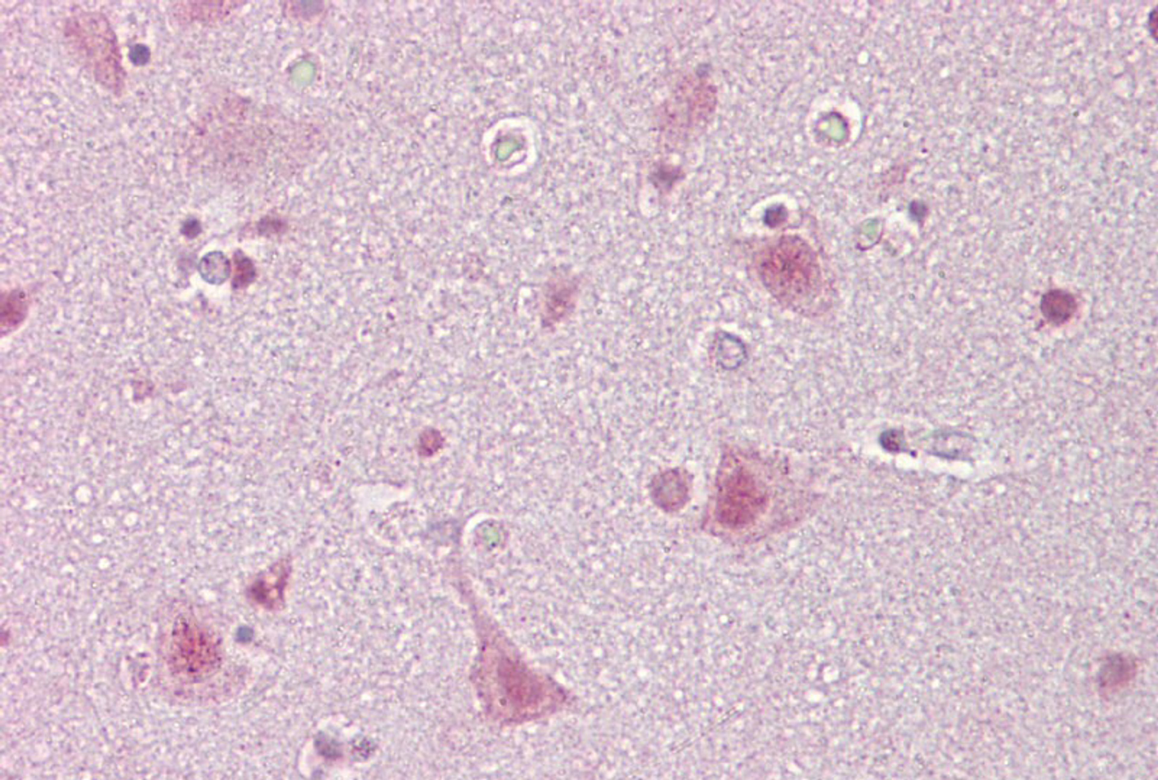 Antibody used in IHC.