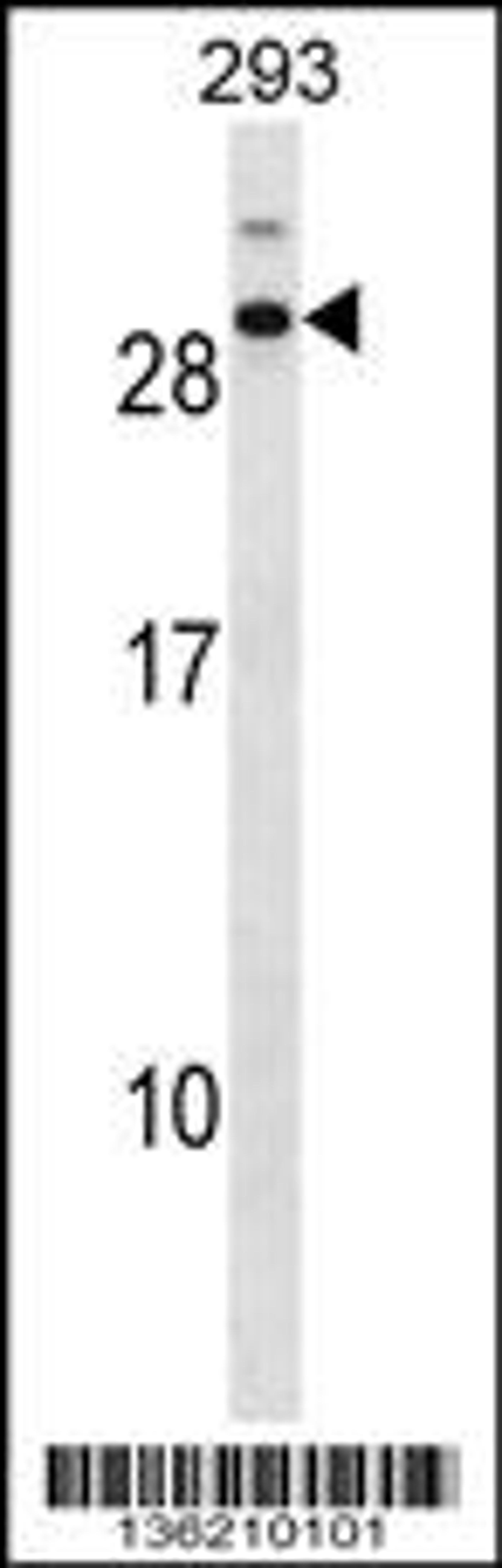 Western blot analysis in 293 cell line lysates (35ug/lane).