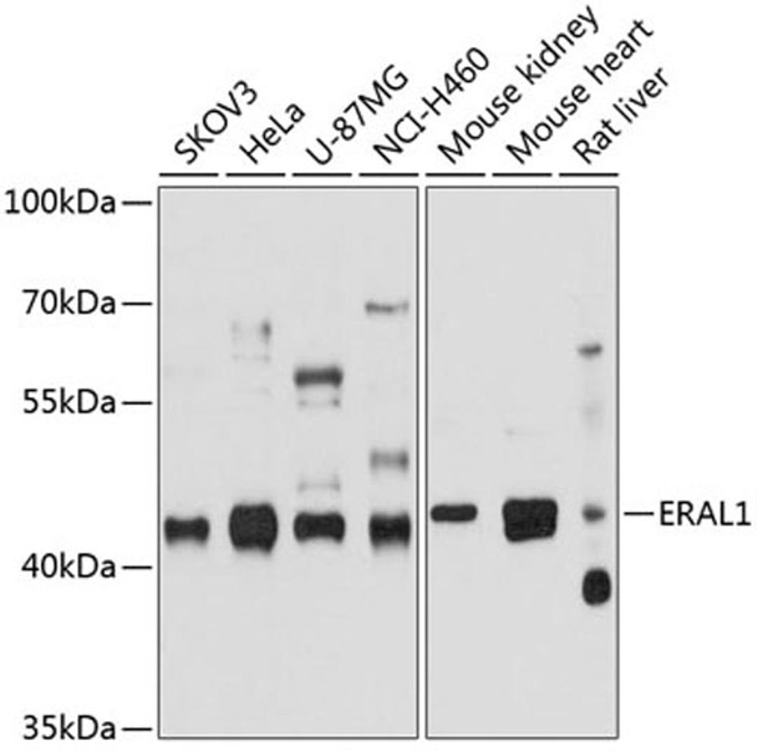 Western blot - ERAL1 antibody (A10382)