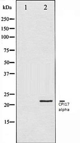 Western blot analysis of HT29 whole cell lysates using CPI17alpha antibody, The lane on the left is treated with the antigen-specific peptide.