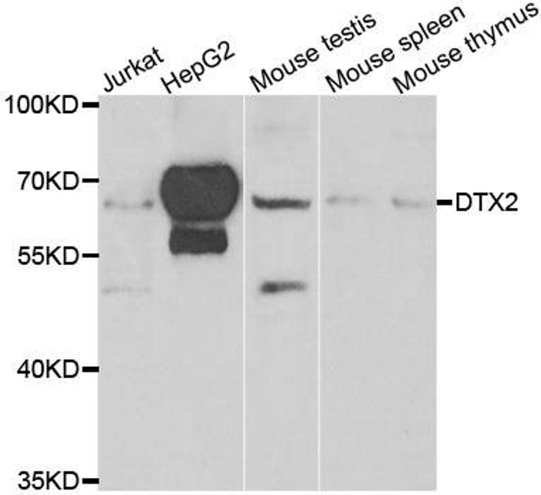 Western blot analysis of extracts of various cell lines using DTX2 antibody