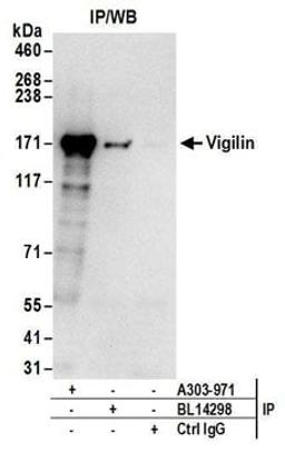 Detection of human Vigilin by western blot of immunoprecipitates.