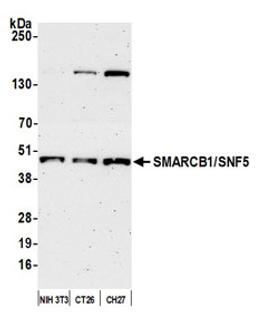 Detection of mouse SMARCB1/SNF5 by western blot.