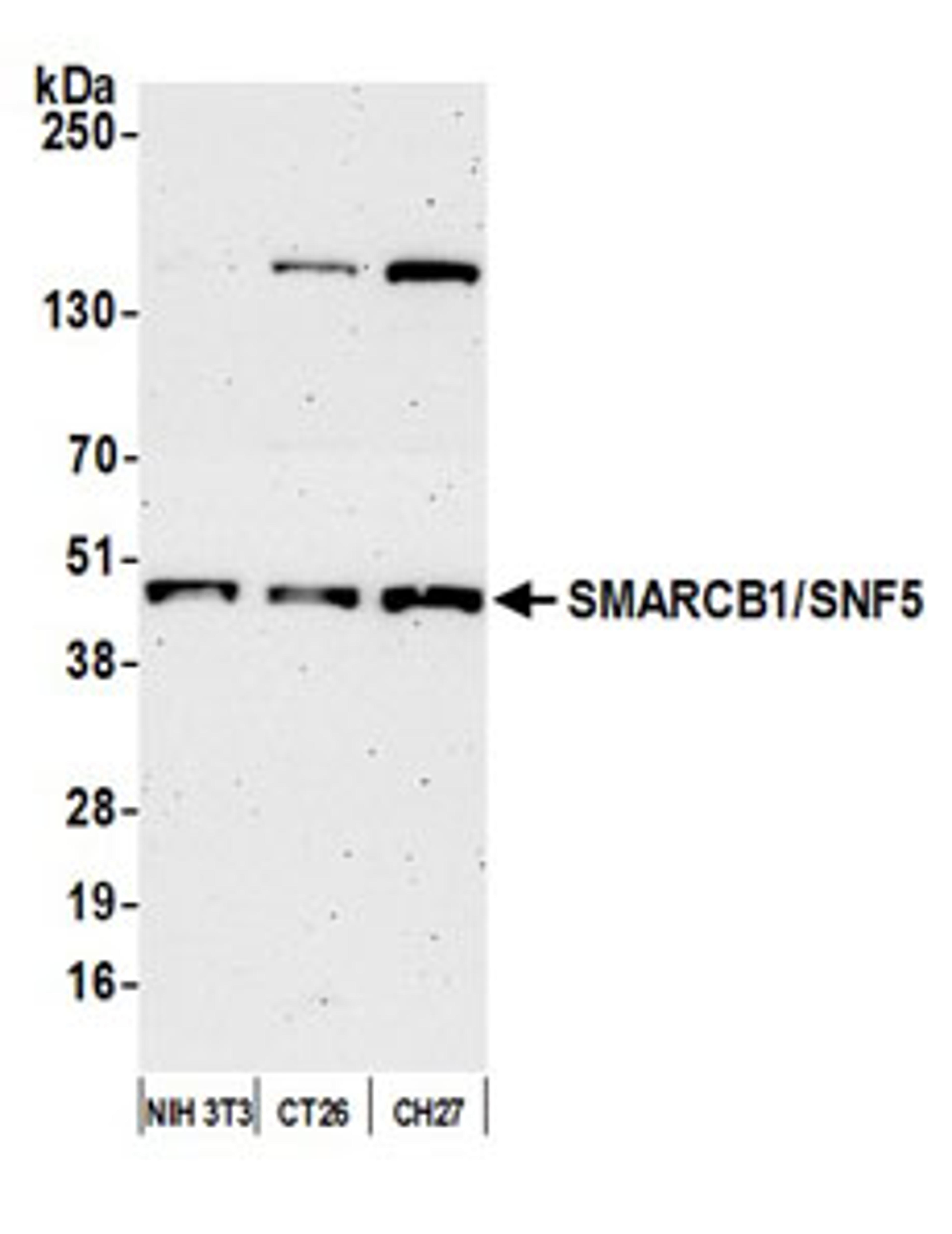 Detection of mouse SMARCB1/SNF5 by western blot.