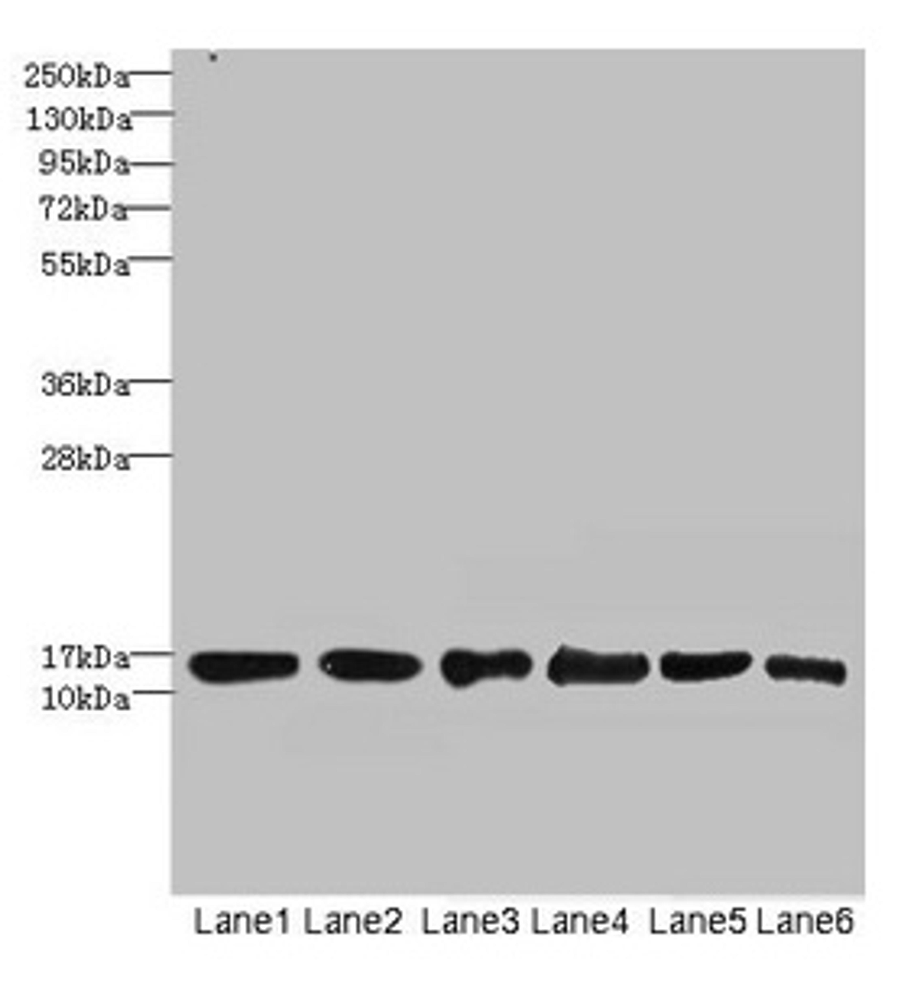 Western blot. All lanes: SOD1 antibody at 6µg/ml. Lane 1: Mouse liver tissue. Lane 2: Mouse brain tissue. Lane 3: Hela whole cell lysate. Lane 4: MCF-7 whole cell lysate. Lane 5: A549 whole cell lysate. Lane 6: HepG2 whole cell lysate. Secondary. Goat polyclonal to rabbit IgG at 1/10000 dilution. Predicted band size: 16 kDa. Observed band size: 16 kDa