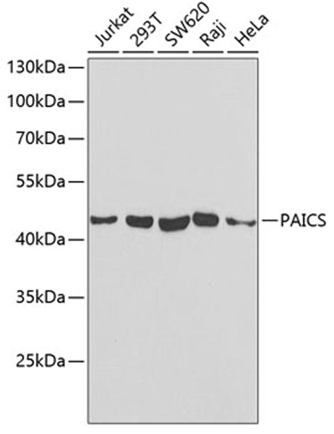 Western blot - PAICS antibody (A6450)