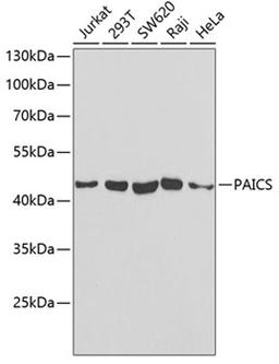 Western blot - PAICS antibody (A6450)