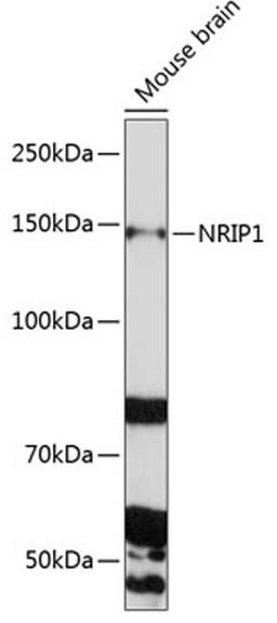 Western blot - NRIP1 Polyclonal Antibody (A9955)