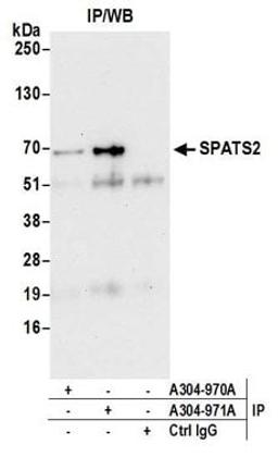 Detection of human SPATS2 by western blot of immunoprecipitates.