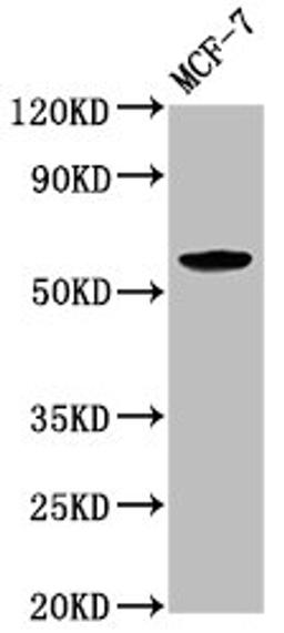 Western Blot. Positive WB detected in: MCF-7 whole cell lysate. All lanes: ILDR1 antibody at 2.6ug/ml. Secondary. Goat polyclonal to rabbit IgG at 1/50000 dilution. Predicted band size: 63, 58, 31, 24, 53, 60 kDa. Observed band size: 63 kDa. 