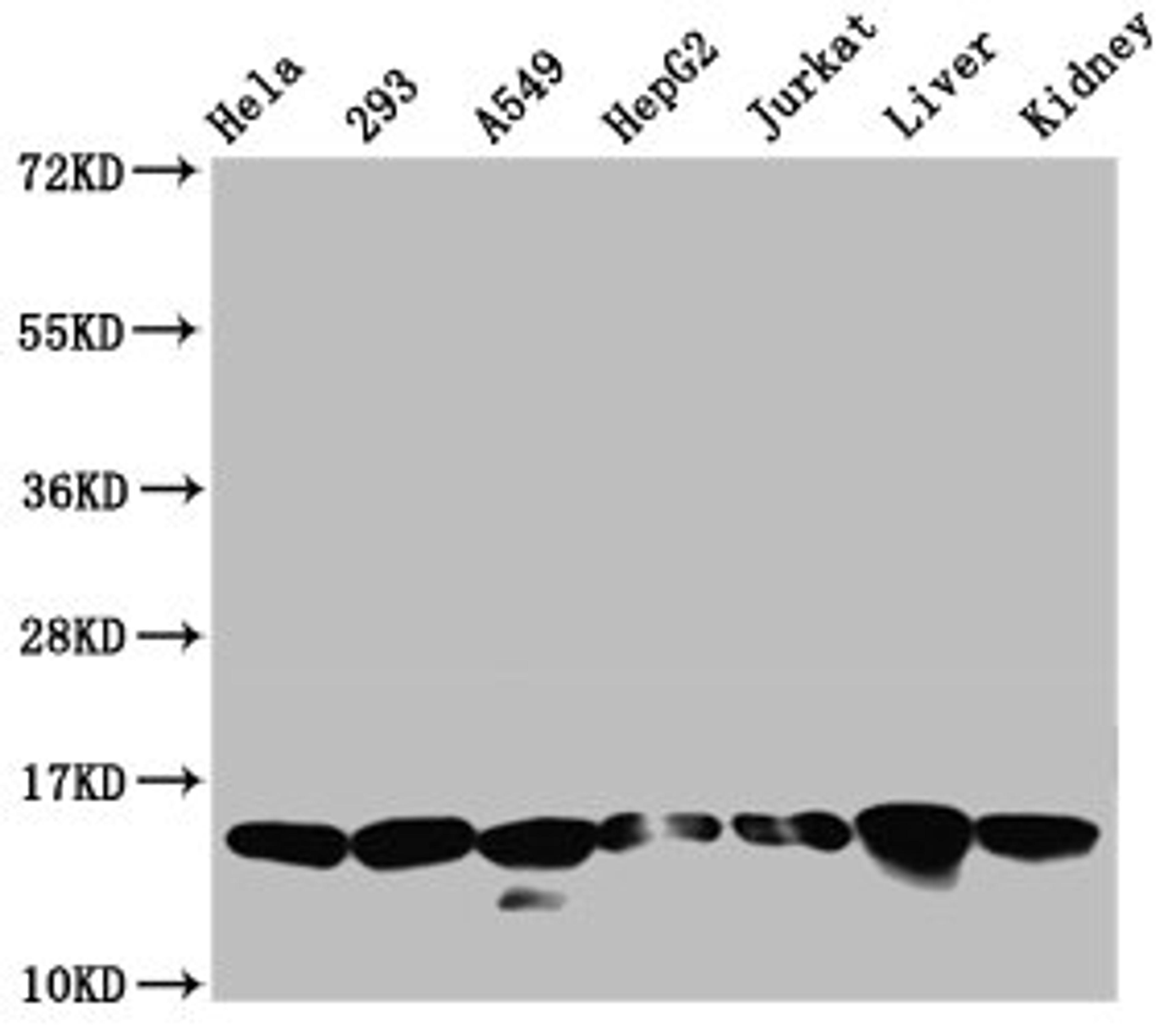 Western Blot. Positive WB detected in: Hela whole cell lysate, 293 whole cell lysate, A549 whole cell lysate, HepG2 whole cell lysate, Jurkat whole cell lysate, Rat liver tissue, Rat kidney tissue. All lanes: HIST1H2AG antibody at 0.21µg/ml. Secondary. Goat polyclonal to rabbit IgG at 1/50000 dilution. Predicted band size: 15 kDa. Observed band size: 15 kDa