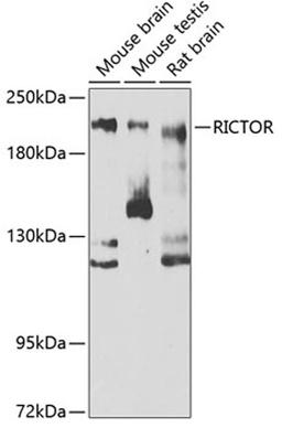 Western blot - RICTOR antibody (A6131)