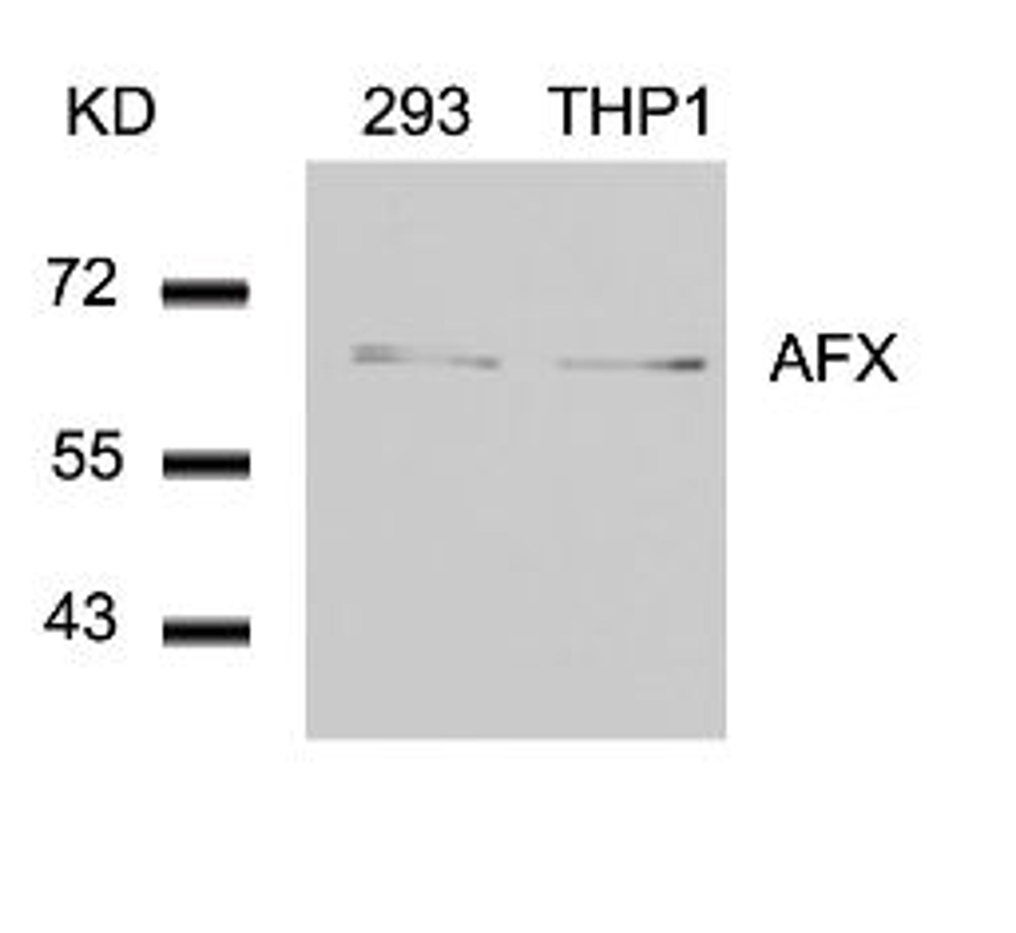 Western blot analysis of lysed extracts from 293 and THP1 cells using AFX (Ab-197).