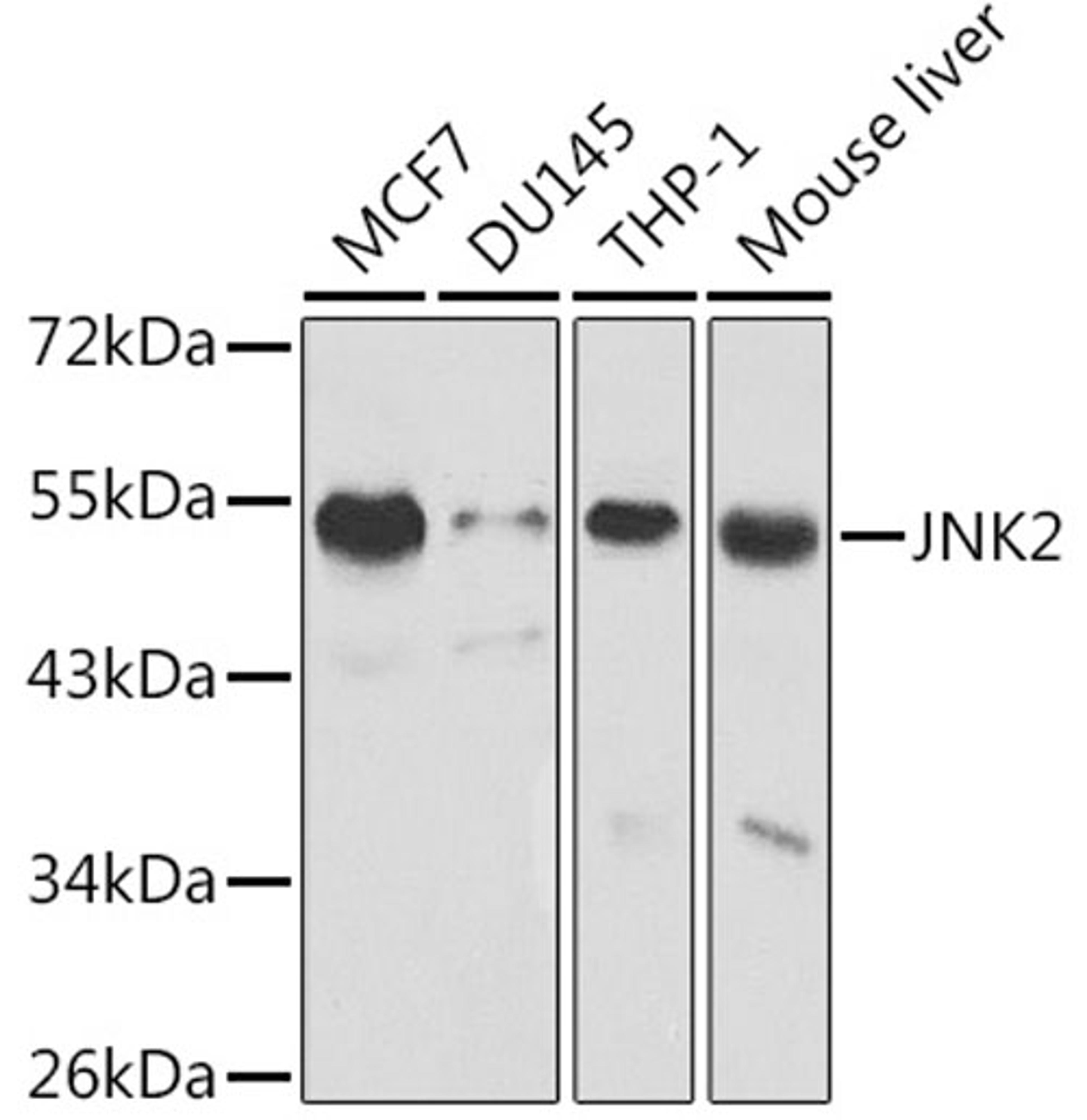 Western blot - JNK2 antibody (A1251)