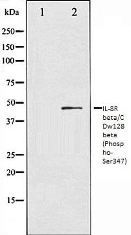 Western blot analysis of NIH-3T3 whole cell lysates using IL-8R beta/CDw128 beta (Phospho-Ser347) antibody, The lane on the left is treated with the antigen-specific peptide.