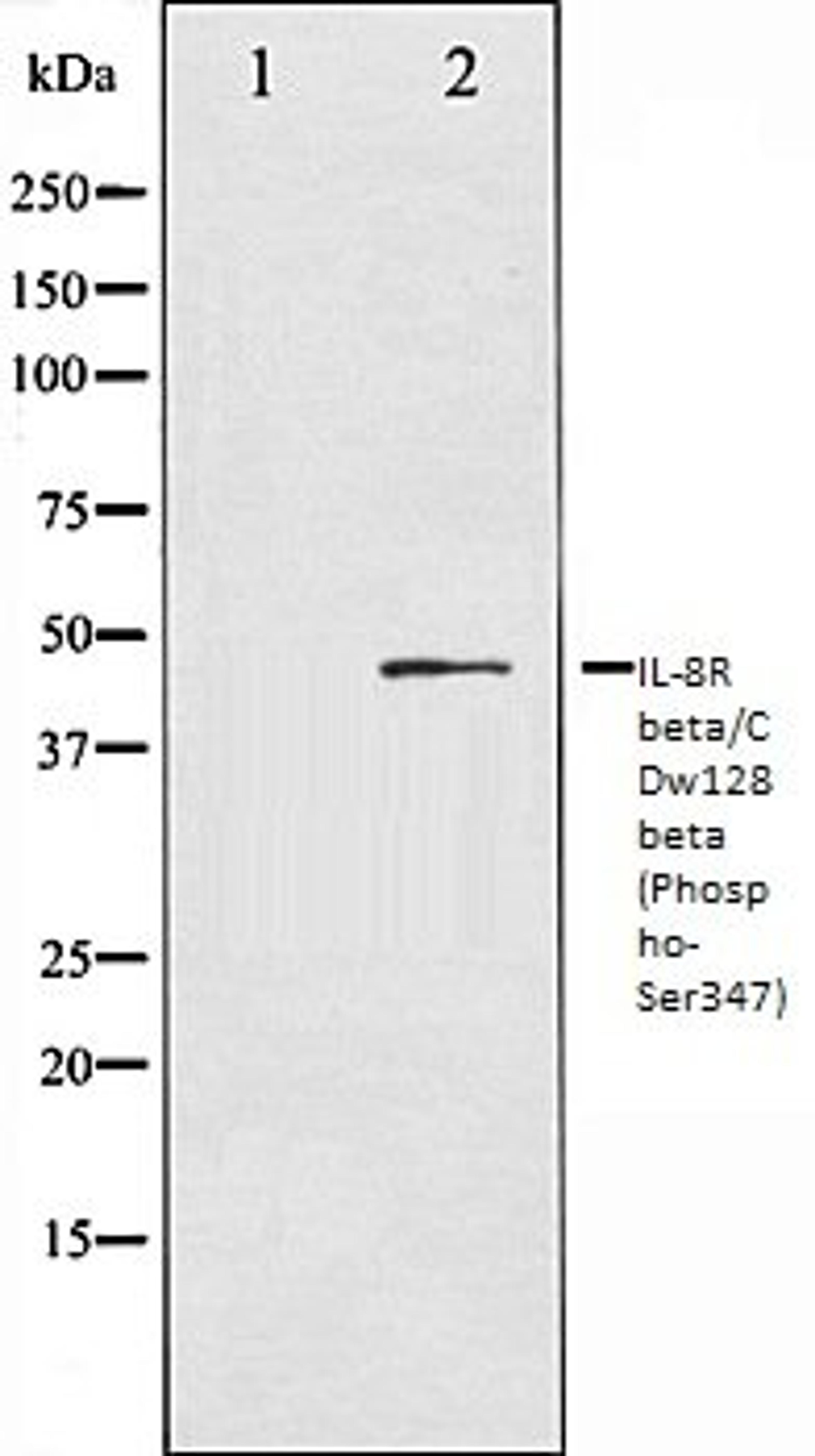 Western blot analysis of NIH-3T3 whole cell lysates using IL-8R beta/CDw128 beta (Phospho-Ser347) antibody, The lane on the left is treated with the antigen-specific peptide.