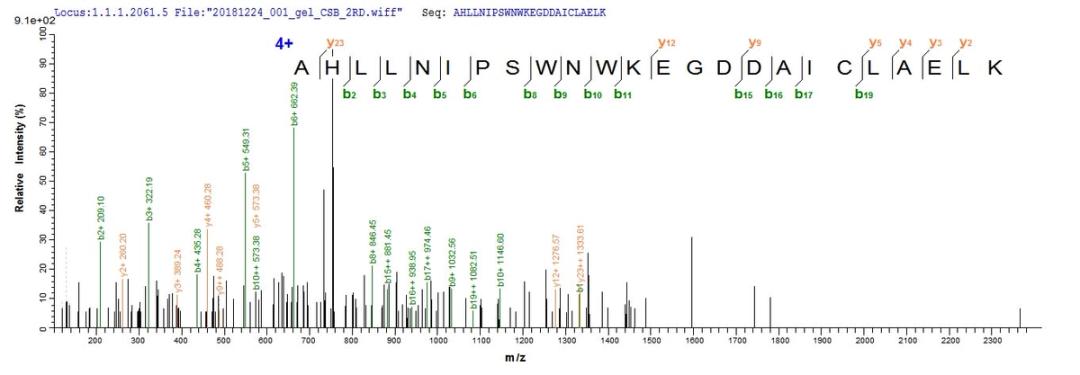 Based on the SEQUEST from database of E.coli host and target protein, the LC-MS/MS Analysis result of CSB-EP614255HU could indicate that this peptide derived from E.coli-expressed Homo sapiens (Human) KCNMA1.