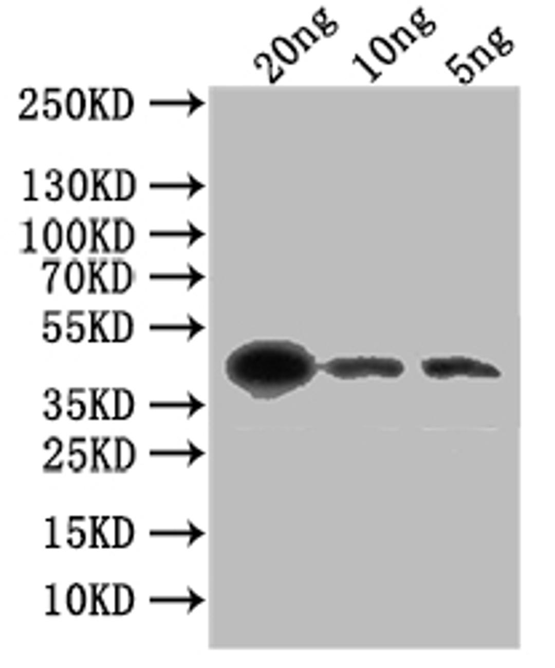 Western Blot. Positive WB detected in: recombinant protein. All lanes: gL Antibody at 1:1000. Secondary. Goat polyclonal to rabbit IgG at 1/50000 dilution. Predicted band size: 43 kDa. Observed band size: 43 kDa. 