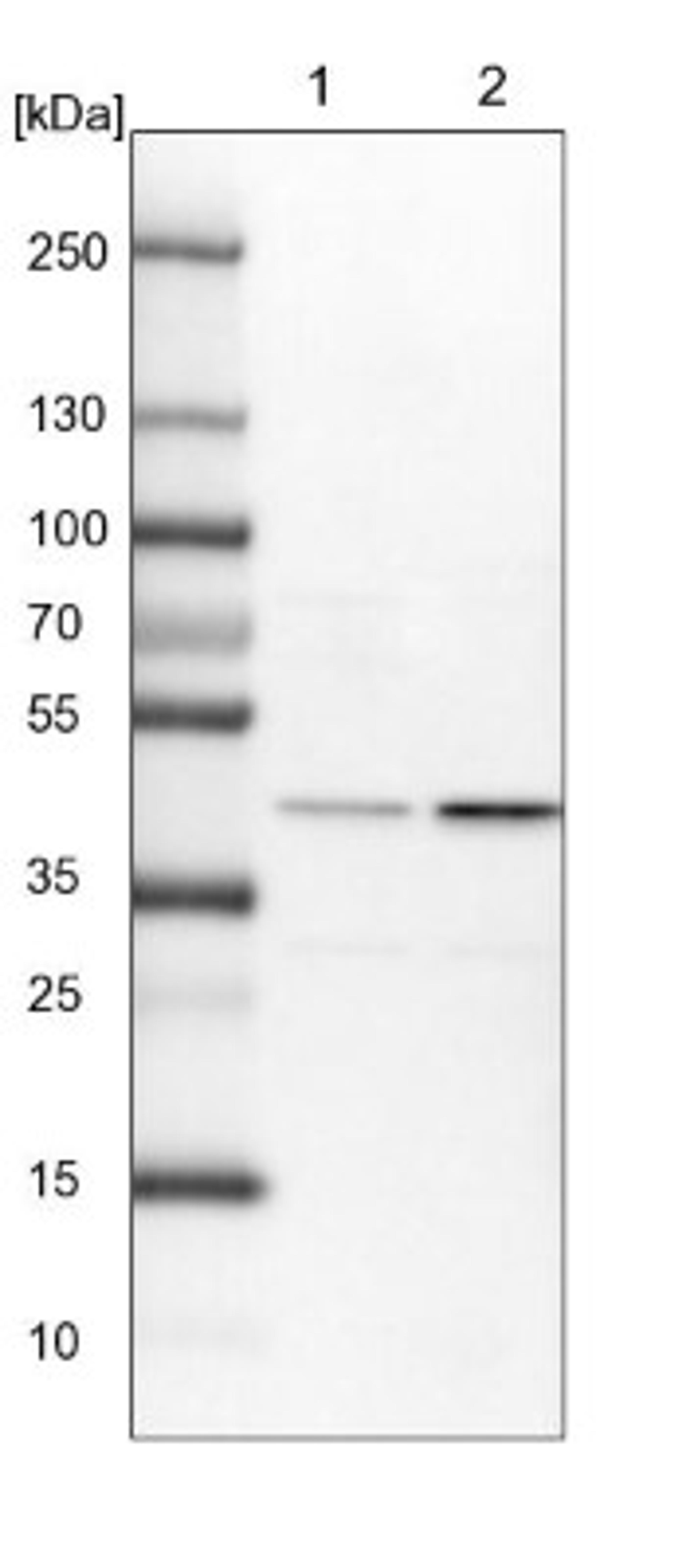 Western Blot: TIMM44 Antibody [NBP1-86941] - Lane 1: NIH-3T3 cell lysate (Mouse embryonic fibroblast cells)<br/>Lane 2: NBT-II cell lysate (Rat Wistar bladder tumour cells)