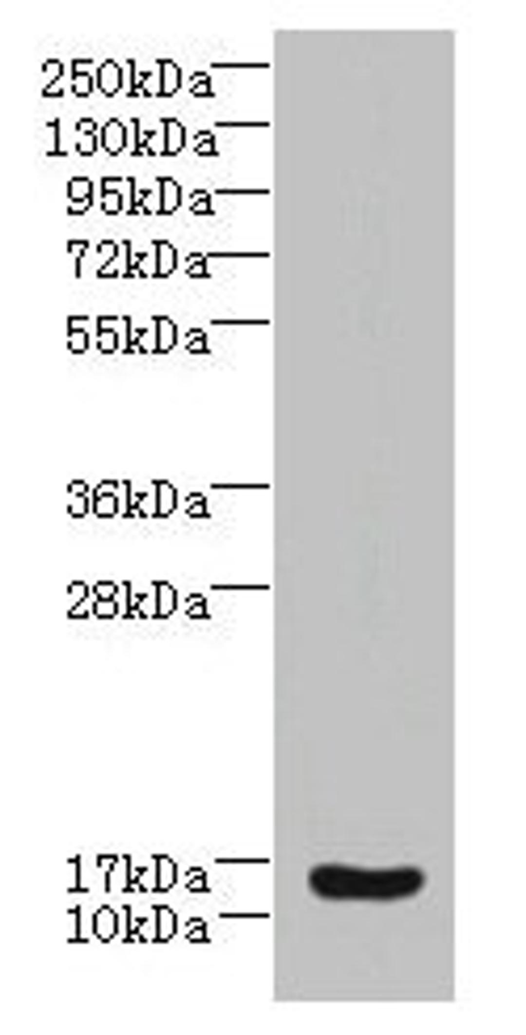 Western blot. All lanes: ZNRD1 antibody at 14µg/ml + Human high value serum. Secondary. Goat polyclonal to rabbit IgG at 1/10000 dilution. Predicted band size: 14 kDa. Observed band size: 14 kDa