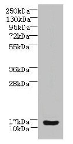 Western blot. All lanes: ZNRD1 antibody at 14µg/ml + Human high value serum. Secondary. Goat polyclonal to rabbit IgG at 1/10000 dilution. Predicted band size: 14 kDa. Observed band size: 14 kDa