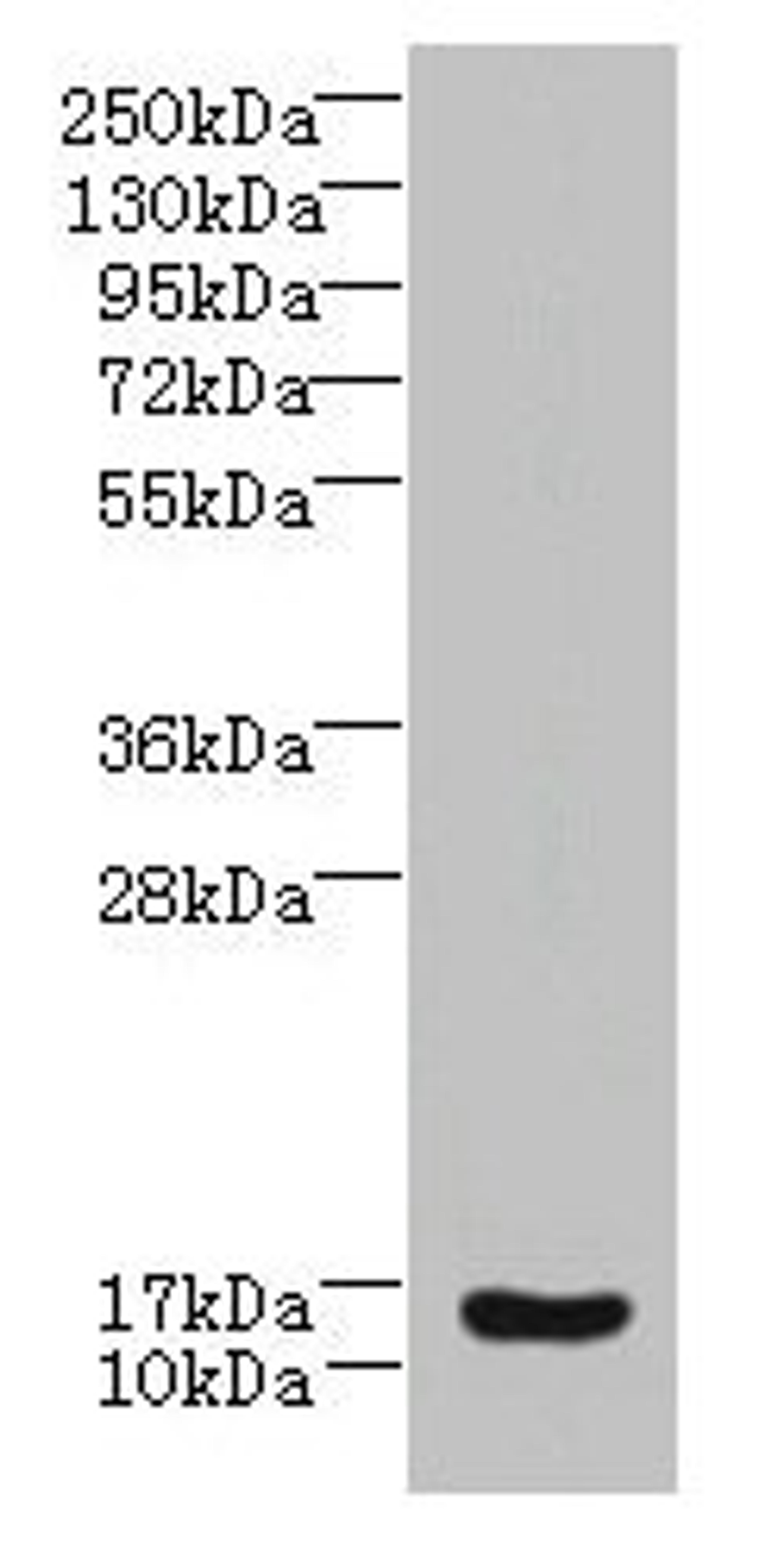 Western blot. All lanes: ZNRD1 antibody at 14µg/ml + Human high value serum. Secondary. Goat polyclonal to rabbit IgG at 1/10000 dilution. Predicted band size: 14 kDa. Observed band size: 14 kDa