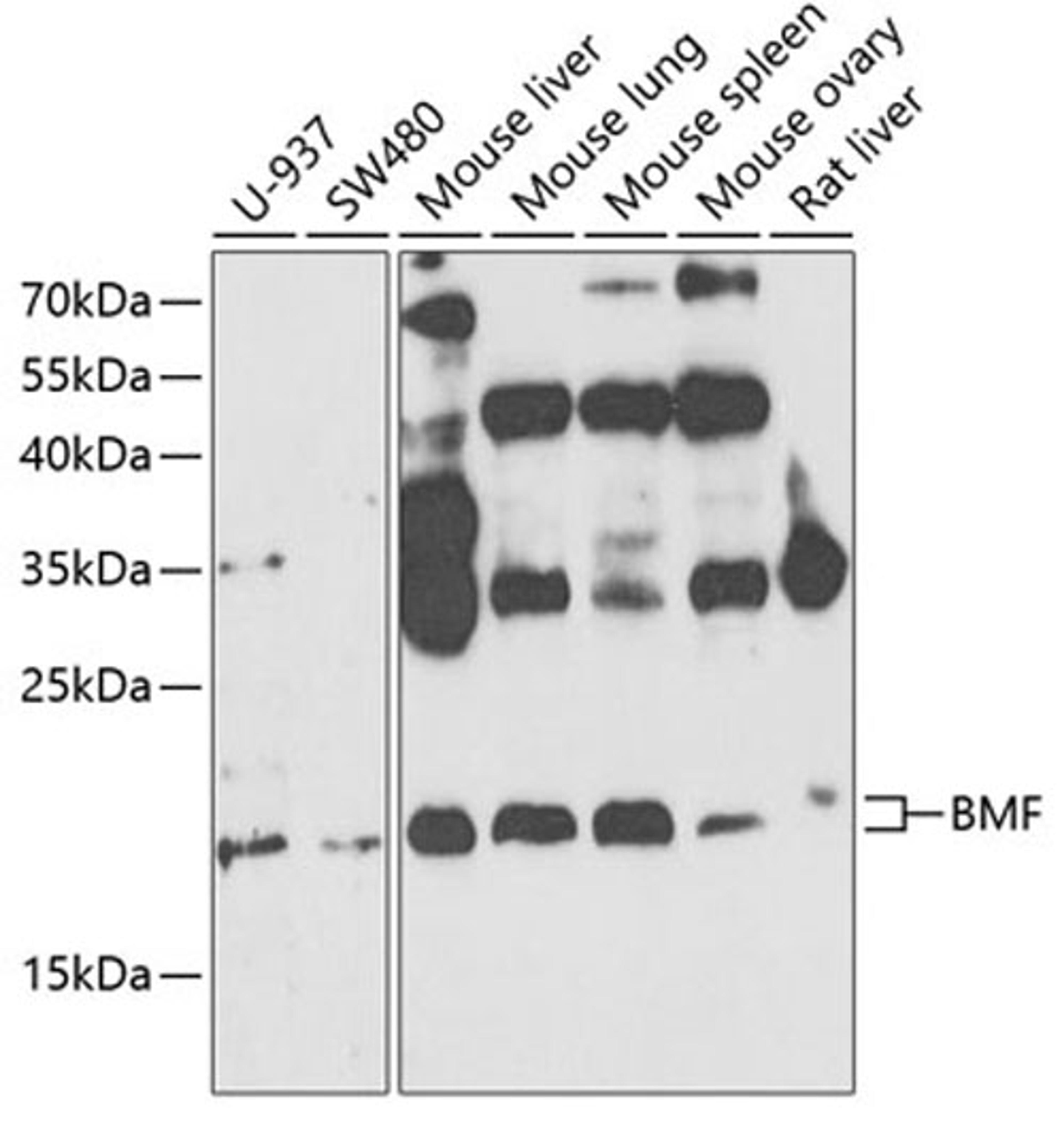 Western blot - BMF antibody (A5796)