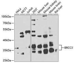 Western blot - BRCC3 antibody (A7995)