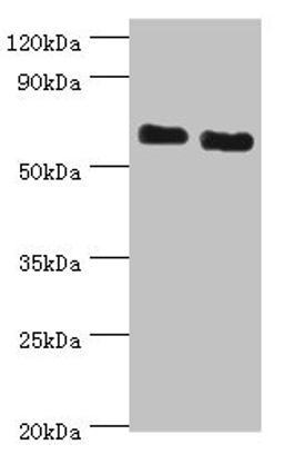 Western blot. All lanes: ATAD3B antibody at 2ug/ml. Lane 1: Jurkat whole cell lysate. Lane 2: Hela whole cell lysate. Secondary. Goat polyclonal to rabbit IgG at 1/10000 dilution. Predicted band size: 73, 20, 68 kDa. Observed band size: 73 kDa.