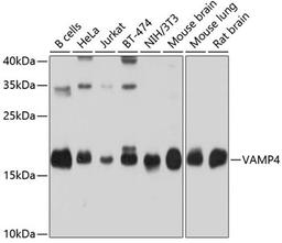 Western blot - VAMP4 antibody (A4241)