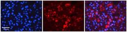 Immunocytochemistry/Immunofluorescence: Tapasin Antibody [NBP1-59071] - Human Adult liver Observed Staining: Cytoplasmic Primary Antibody Concentration: 1 : 600 Secondary Antibody: Donkey anti-Rabbit-Cy2/3 Secondary Antibody Concentration: 1 : 200 Magnification: 20X Exposure Time: 0.5 2.0 secProtocol located in Reviews and Data.