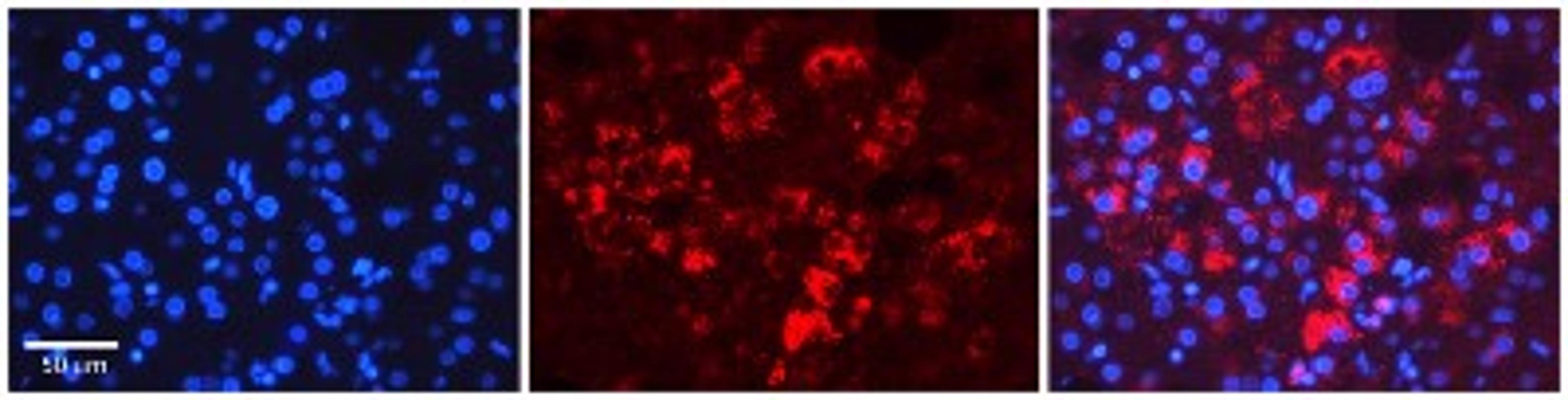 Immunocytochemistry/Immunofluorescence: Tapasin Antibody [NBP1-59071] - Human Adult liver Observed Staining: Cytoplasmic Primary Antibody Concentration: 1 : 600 Secondary Antibody: Donkey anti-Rabbit-Cy2/3 Secondary Antibody Concentration: 1 : 200 Magnification: 20X Exposure Time: 0.5 2.0 secProtocol located in Reviews and Data.