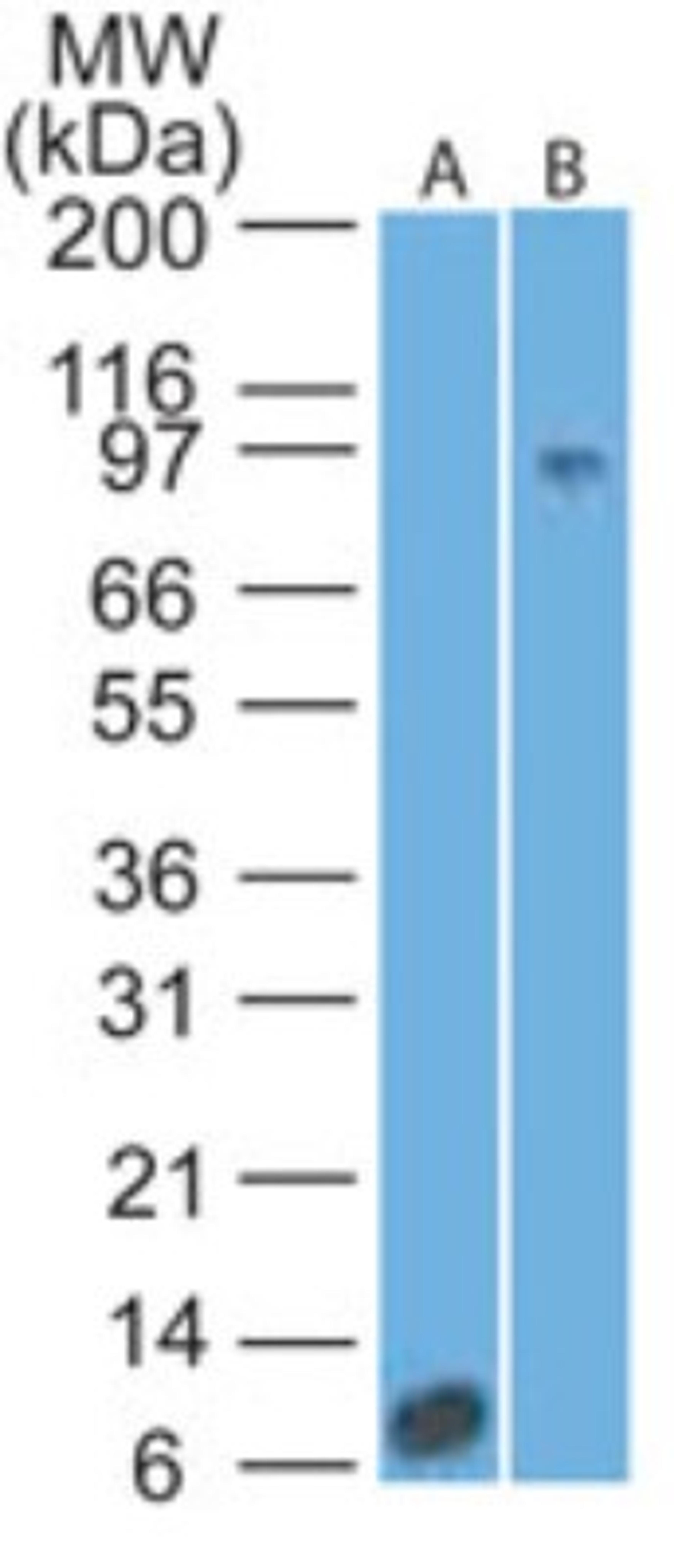 Western Blot: IL17RA Antibody (49M4D2) [NBP2-25258] - analysis of an IL-17RA recombinant protein fragment and human heart lysate using IL-17RA antibody at 0.5 and 3 ug/ml, respectively. goat anti-mouse Ig HRP secondary antibody and PicoTect ECL substrate solution were used for this test.