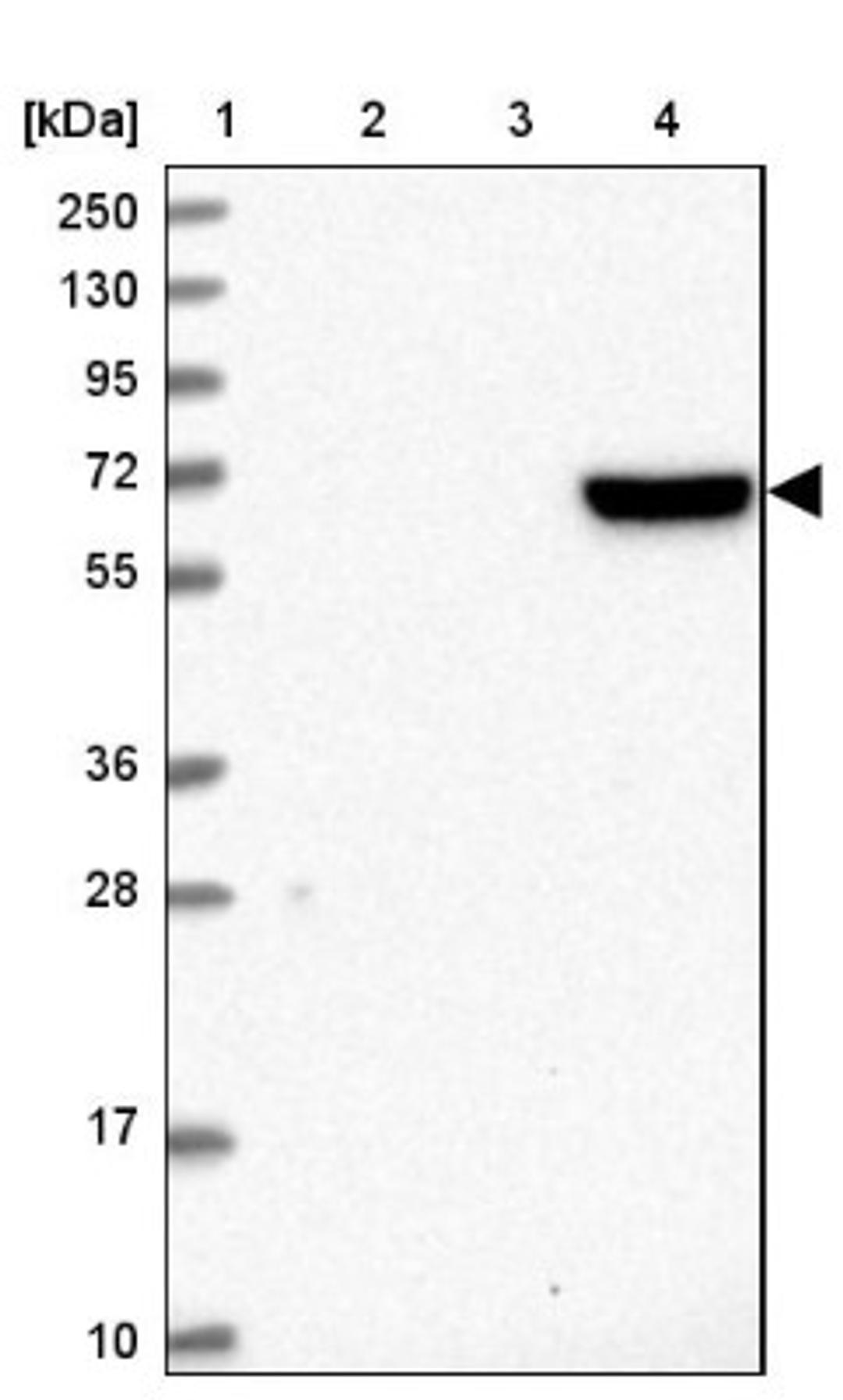 Western Blot: LAS2 Antibody [NBP1-91719] - Lane 1: Marker [kDa] 250, 130, 95, 72, 55, 36, 28, 17, 10<br/>Lane 2: Human cell line RT-4<br/>Lane 3: Human cell line U-251MG sp<br/>Lane 4: Human plasma (IgG/HSA depleted)