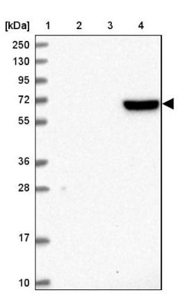 Western Blot: LAS2 Antibody [NBP1-91719] - Lane 1: Marker [kDa] 250, 130, 95, 72, 55, 36, 28, 17, 10<br/>Lane 2: Human cell line RT-4<br/>Lane 3: Human cell line U-251MG sp<br/>Lane 4: Human plasma (IgG/HSA depleted)