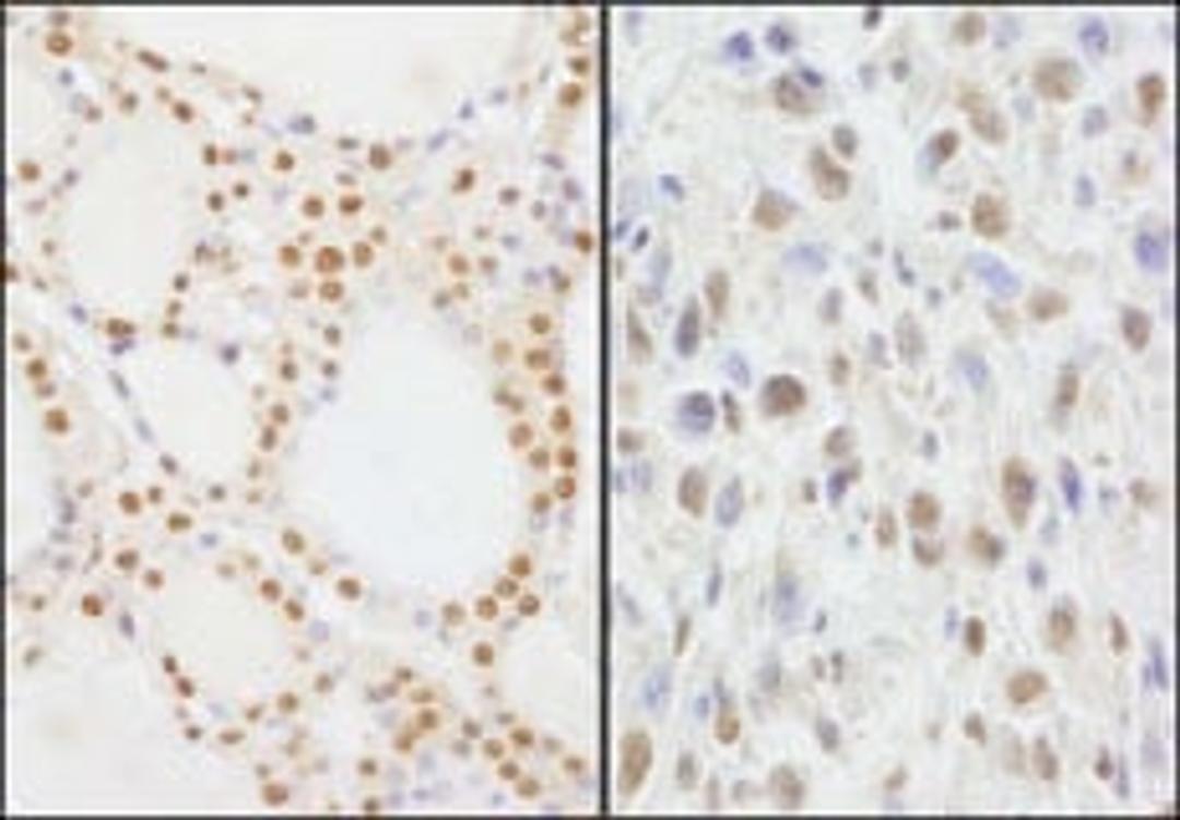 Detection of human and mouse NIF1 by immunohistochemistry.