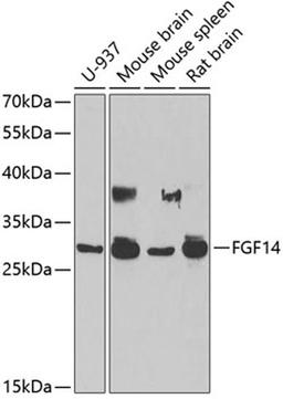 Western blot - FGF14 antibody (A6588)