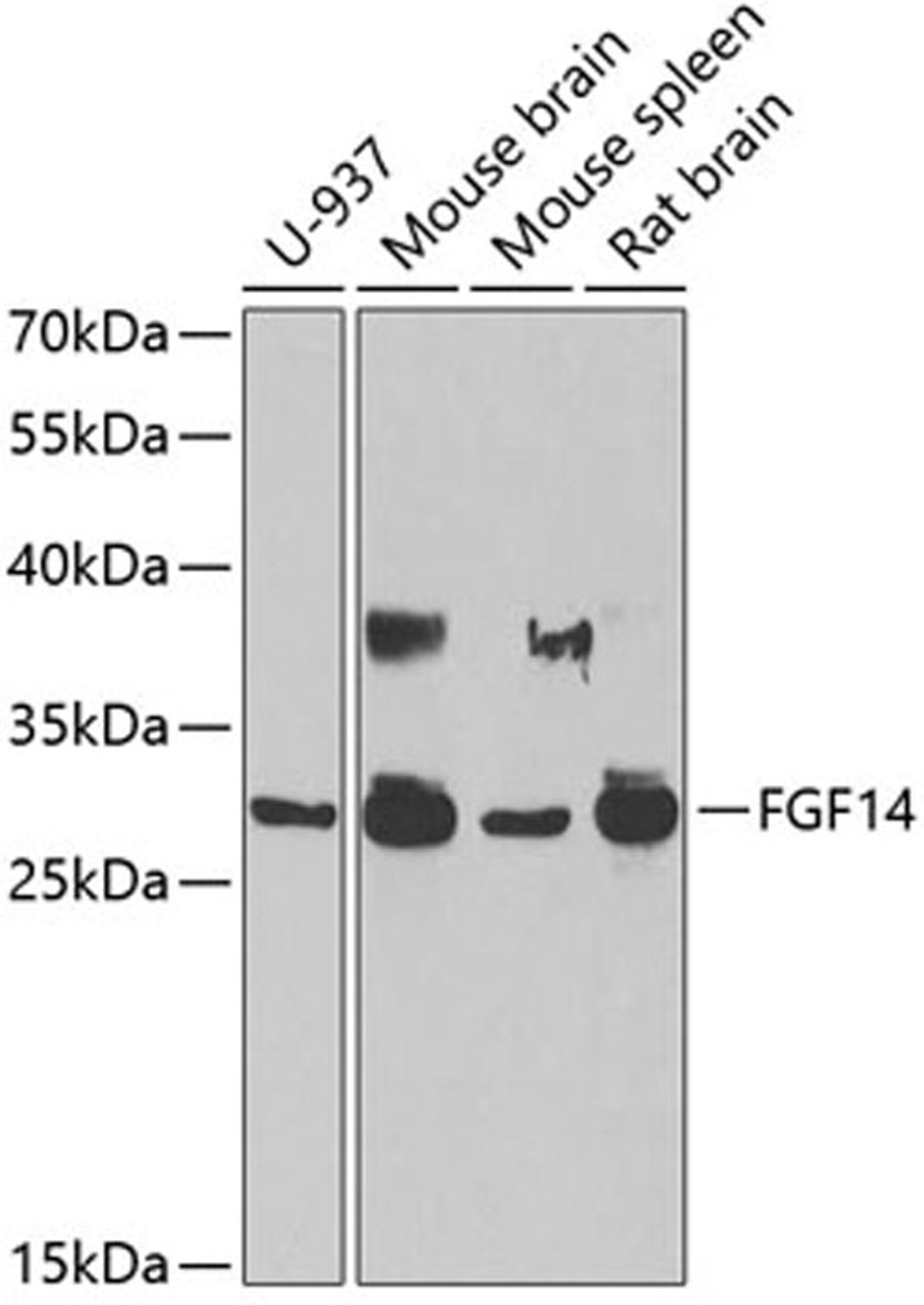 Western blot - FGF14 antibody (A6588)