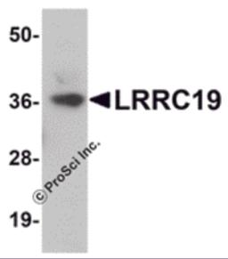 Western blot analysis of LRRC19 in K562 cell lysate with LRRC19 antibody at 1 &#956;g/mL.