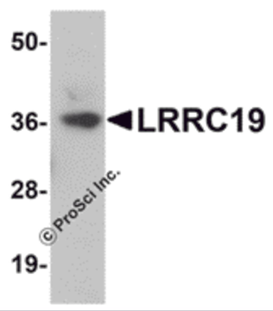 Western blot analysis of LRRC19 in K562 cell lysate with LRRC19 antibody at 1 μg/mL.