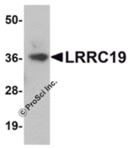 Western blot analysis of LRRC19 in K562 cell lysate with LRRC19 antibody at 1 μg/mL.