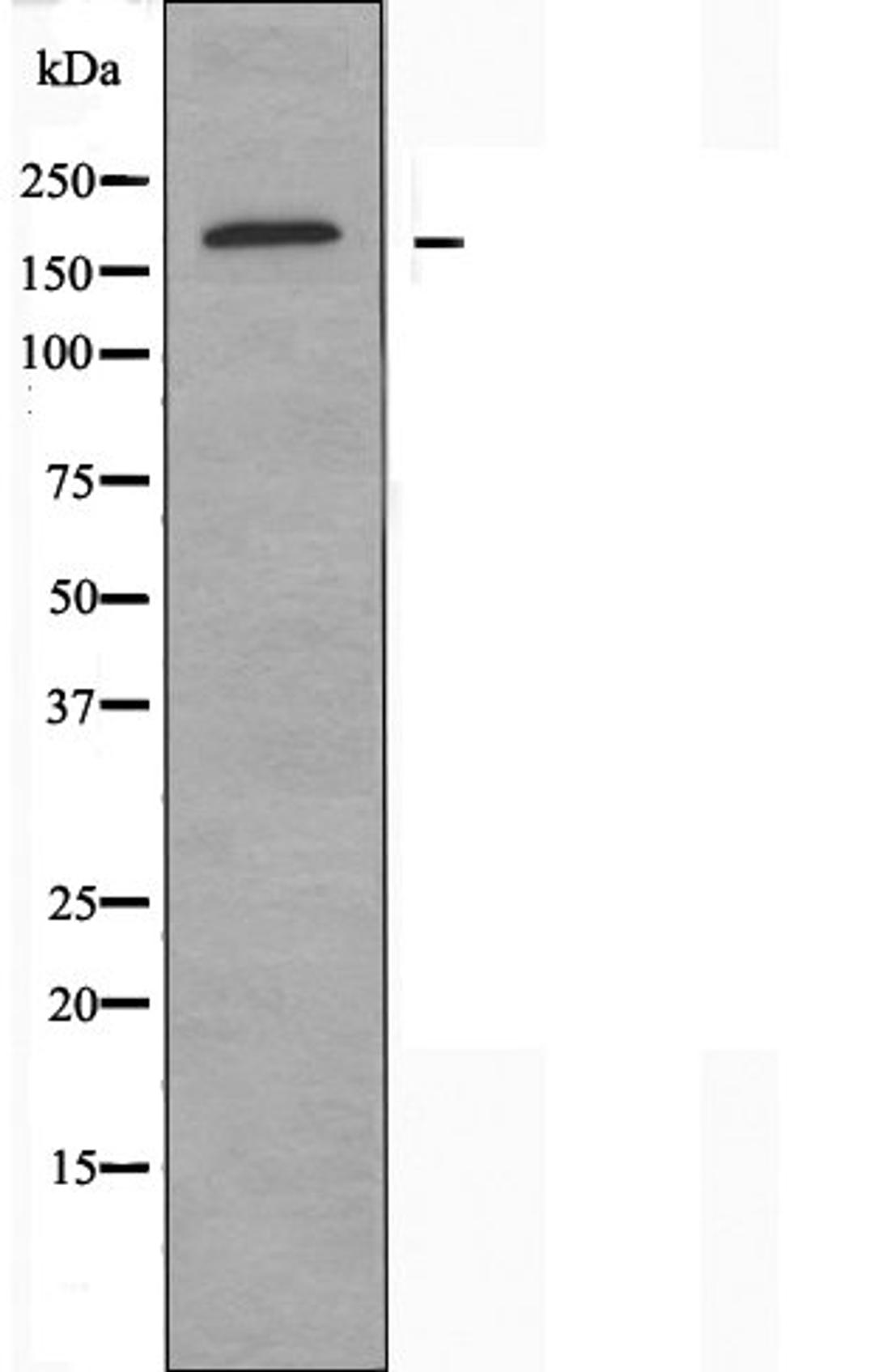 Western blot analysis of HUVEC cells 293 cells and HepG2 cells using MRP9 antibody